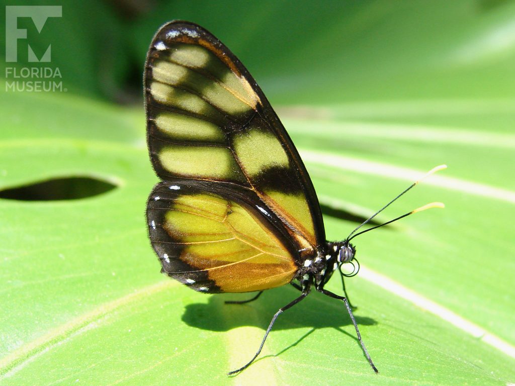 Dero Clearwing Butterfly with its wings closed. The wings are long, narrow and semi-transparent. The wings have an orange sheen.