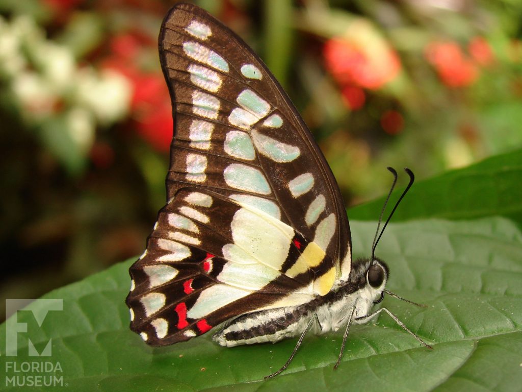 Common Jay Butterfly with wings closed. The butterfly is brown with pale cream and smaller red markings. Some of the cream markings have a sea green or a yellow sheen.