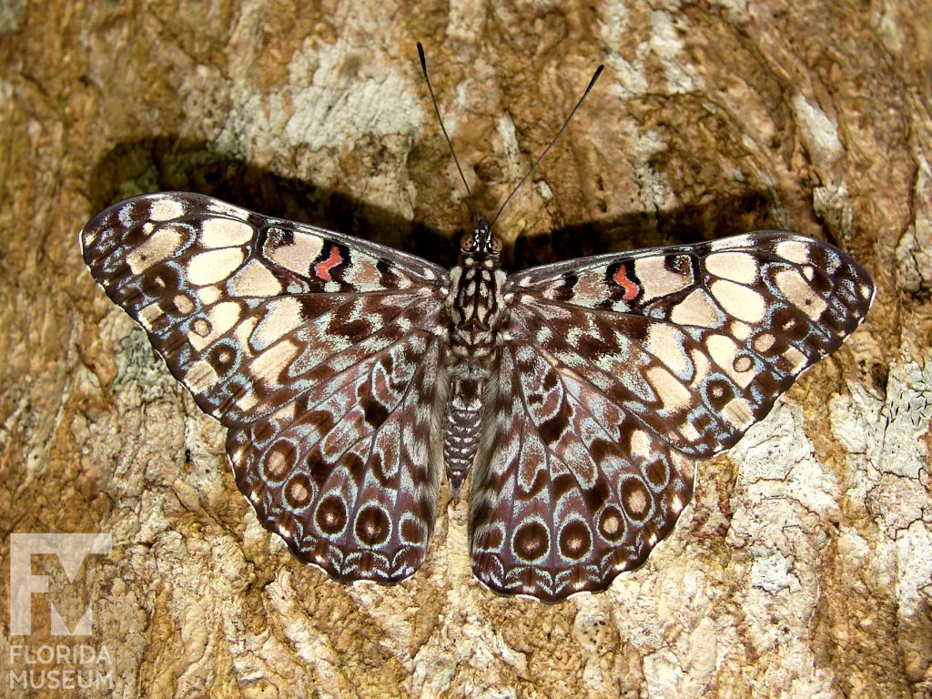 Variable Cracker Butterfly with its wings open the butterfly is grey with many small brown and cream markings