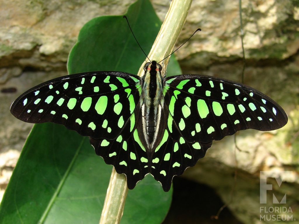 Tailed Jay Butterfly with wings open. Male and female butterflies look similar. Butterfly is black with vivid many green spots.