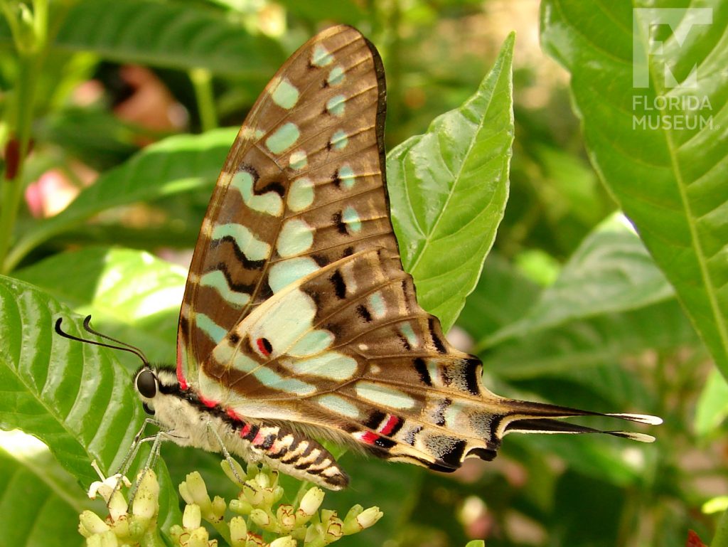Large-striped Swordtail Butterfly with its wings closed. The lower wings end in a long thin point. Butterfly is light brown with pale green markings.