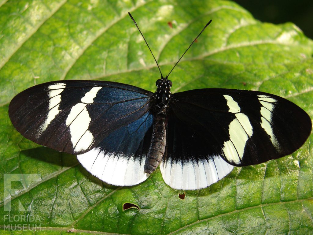 Eleuchia Longwing butterfly with open wings. Male and female butterflies look similar. Butterfly has long narrow wings. The wings are black with an irredentist blue sheen and wide white borders