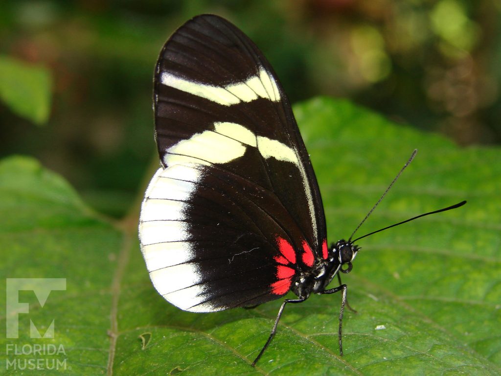 Eleuchia Longwing butterfly with closed wings. Male and female butterflies look similar. Butterfly has long narrow wings. The wings are black with an irredentist blue sheen and wide white borders and red marking near the butterflies head.