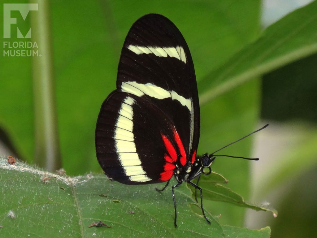 Hewitsoni Longwing Butterfly with wings closed. Male and female butterflies look similar. Wings are black with cream and red markings.