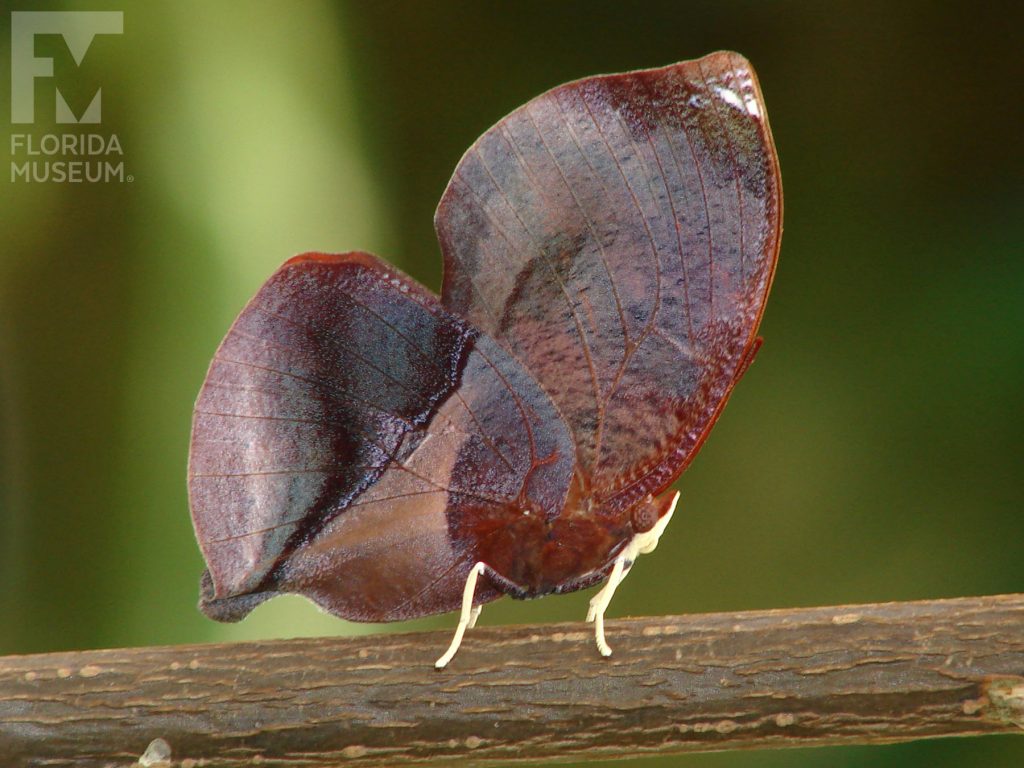 Red-striped Leafwing Butterfly. With wings closed butterfly is brown and looks like a leaf.