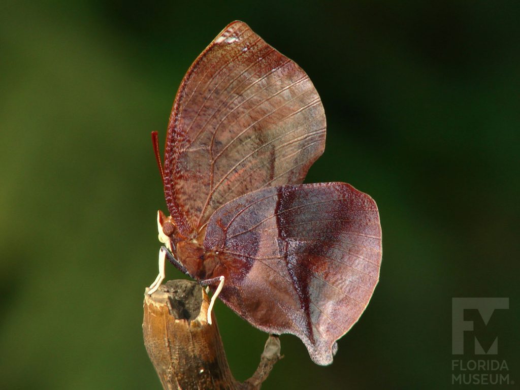 Red-striped Leafwing Butterfly. With wings closed butterfly is brown and looks like a leaf.