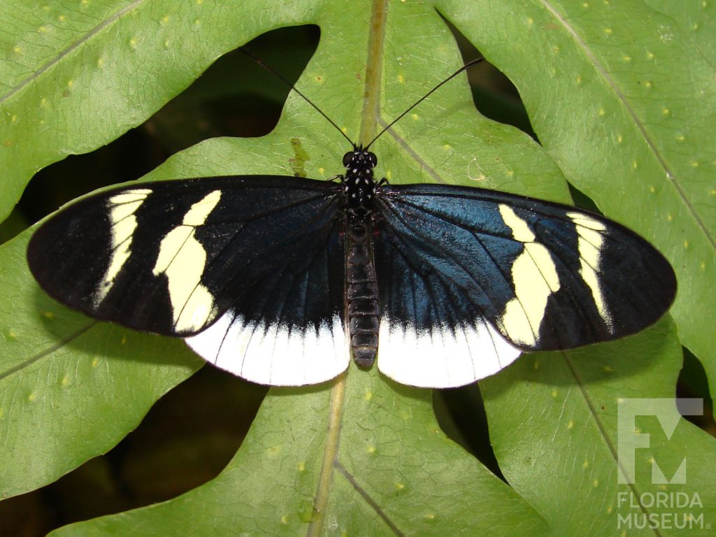 Eleuchia Longwing butterfly with open wings. Male and female butterflies look similar. Butterfly has long narrow wings. The wings are black with an irredentist blue sheen and wide white borders