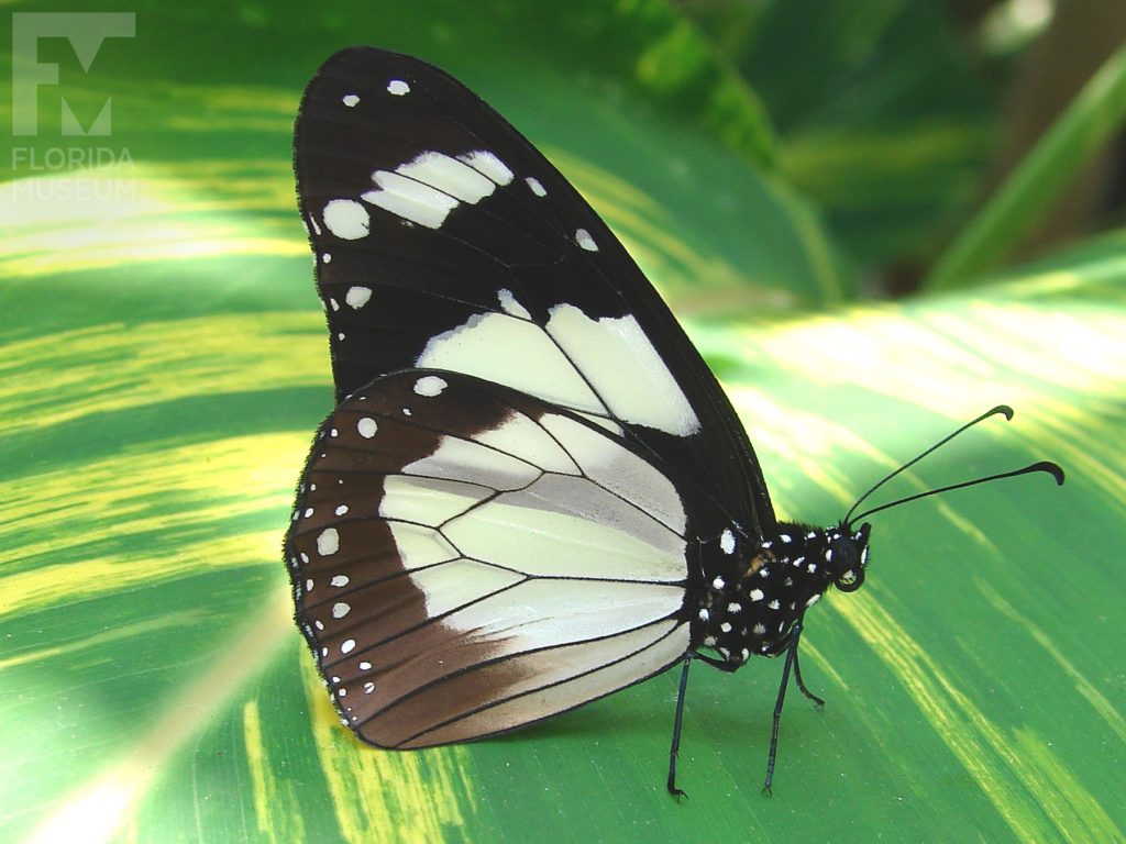 Novice Butterfly with closed wings. Male and Female butterflies look similar. With its wings closed the markings are similar. The body is black with white dots.