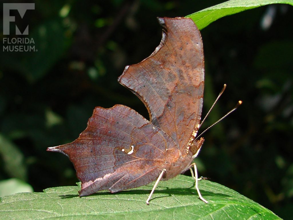 Question Mark Butterflies with closed wings. Male & female butterfly look similar. Butterfly is mottled reddish brown and looks like a leaf.