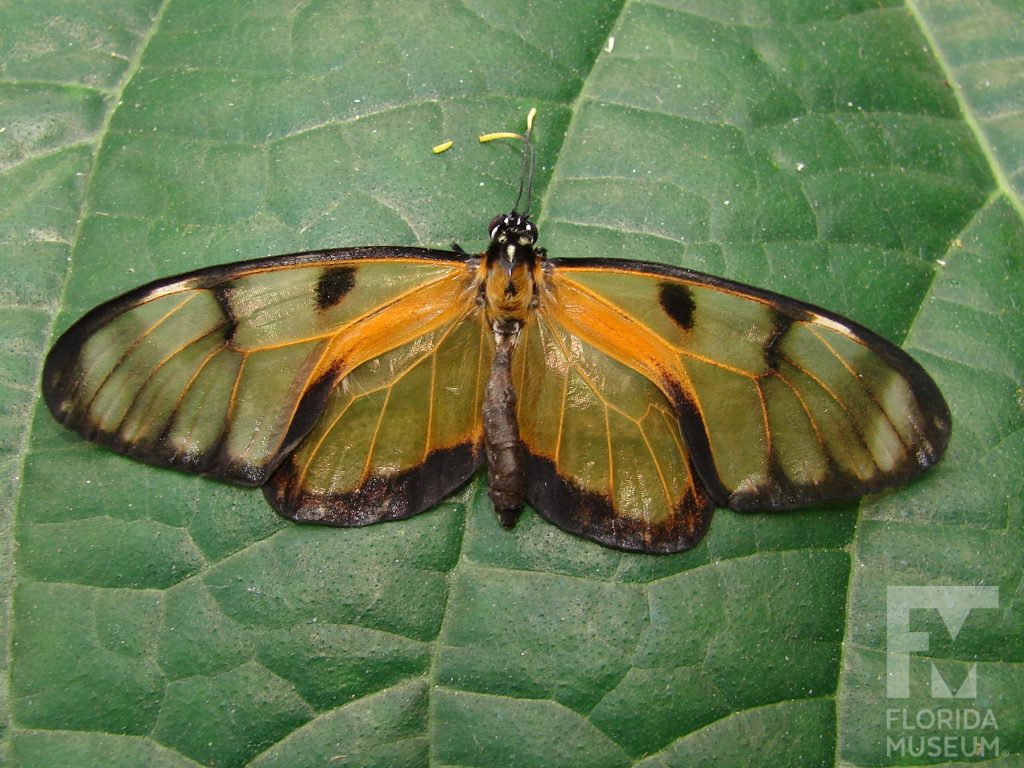 Dero Clearwing Butterfly with its wings open. The wings are long, narrow and semi-transparent. The wings have an orange sheen, stronger near the center of the butterflies body.