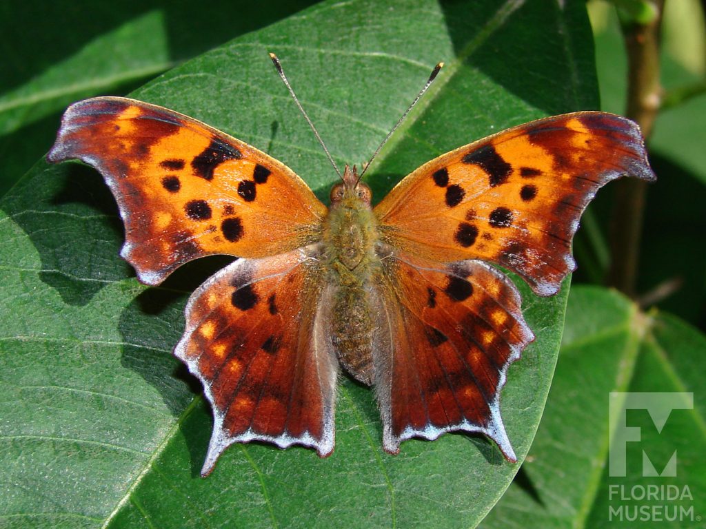 Question Mark Butterflies with open wings. Male & female butterfly look similar. Butterfly is orange with reddish-brown border, the outer edge of the wings are white. The wings are covered with many black and light orange markings.