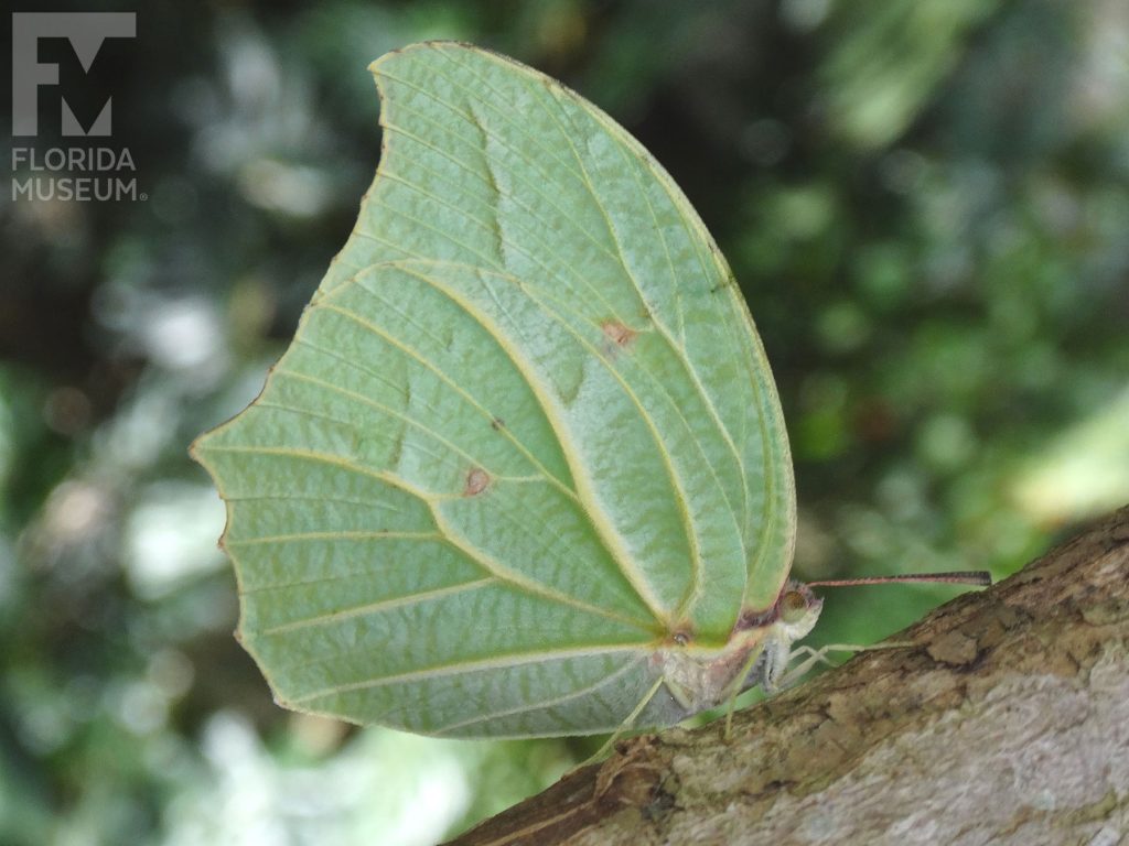White-angled Sulfur Butterfly with wings closed. Male and female butterflies look similar. With its wings closed the butterfly is pale-green with lighter vein stripes.