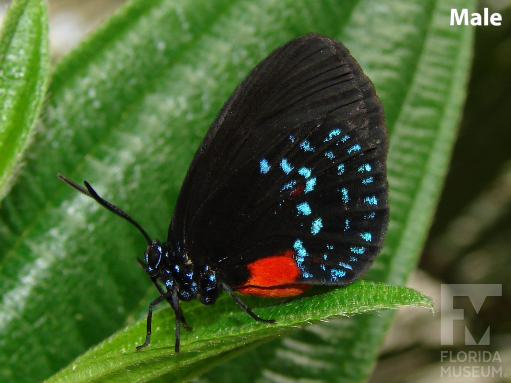 Male Atala Butterfly photos with closed wings. Butterfly wings are black with small iridescent blue markings. The butterfly’s body is bright red.