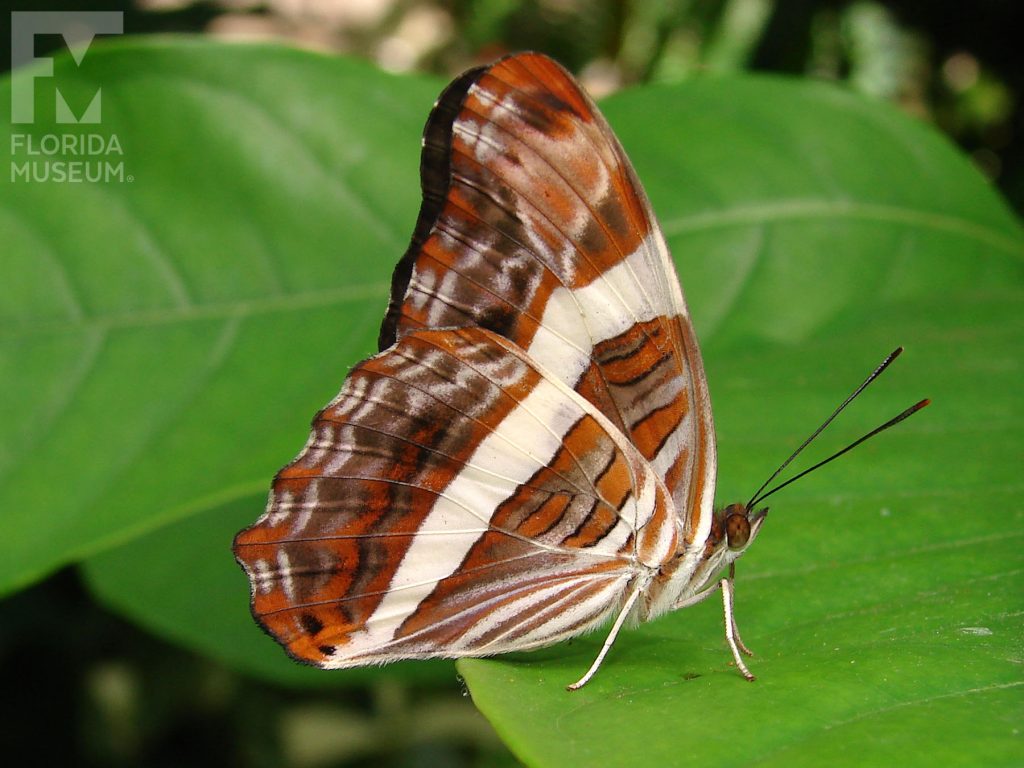Friar Butterfly with wings closed. The butterfly is brown-grey with orange markings. A white white strip runs down the center of the wing.