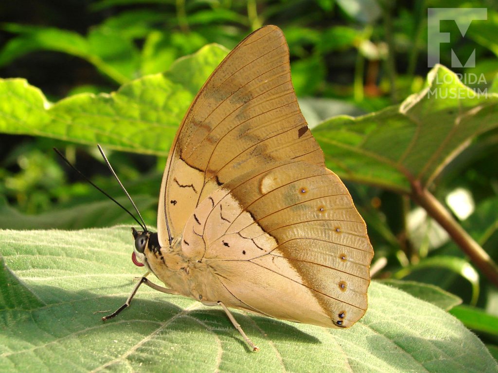 Silver King Shoemaker butterfly with closed wings. Male and female butterflies look similar. Wings are mottled light brown lighter, lighter near the center of the wings near the body of the butterfly.