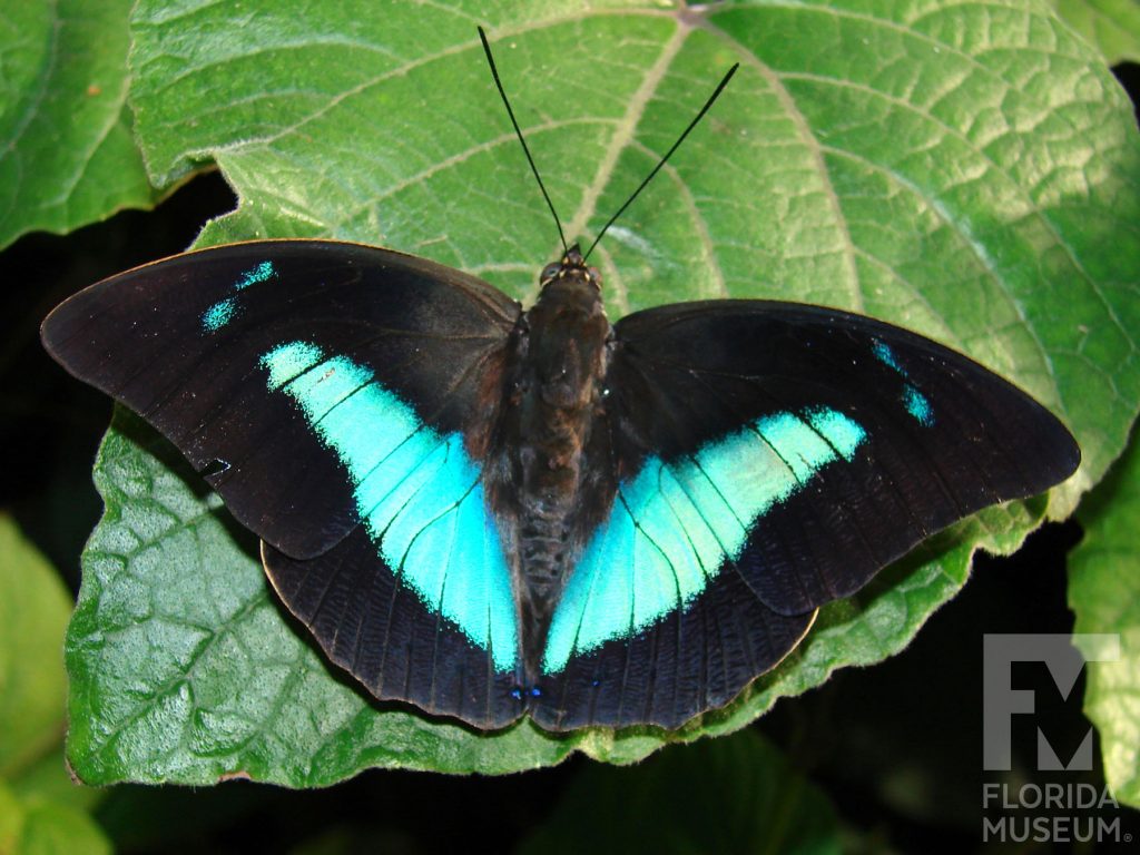 Silver King Shoemaker butterfly with open wings. Male and female butterflies look similar. Butterfly is black with a large iridescent teal-blue marking.