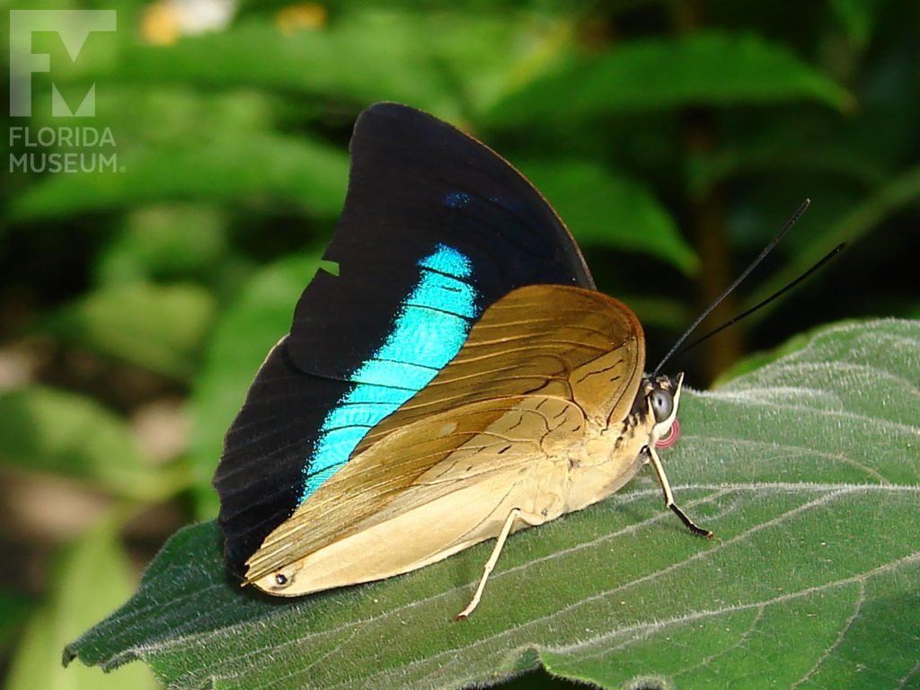 Silver King Shoemaker butterfly with half-opened wings. Male and female butterflies look similar. Inside of the wings are black with a large iridescent teal-blue marking. Outside wings are mottled light brown.