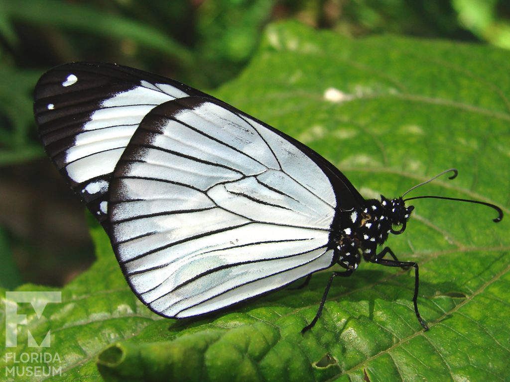 Friar Butterfly with wings closed. Male and Female butterflies look similar. With its wings closed the butterfly is white with thin black edges and tips. The white markings have thin black vein stripes.