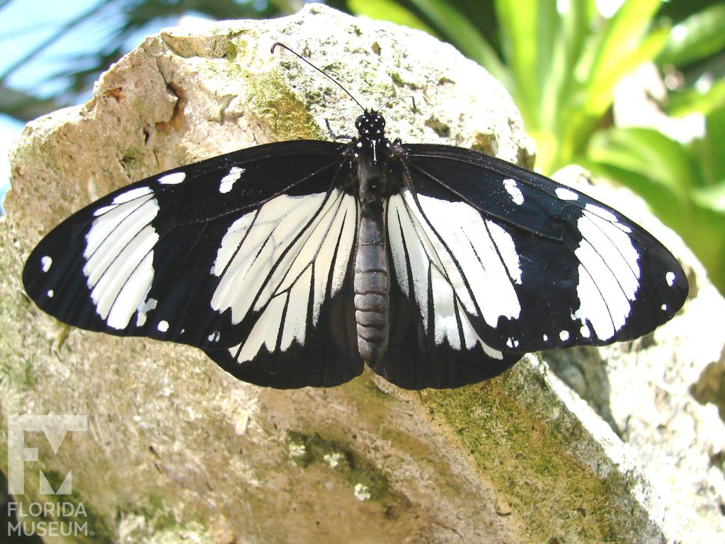 Friar Butterfly with wings open. Male and Female butterflies look similar. With its wings open the butterfly is white at the center with wide black edges and wing tops. The white markings have thin black vein stripes. A wide white band is near the wing tips