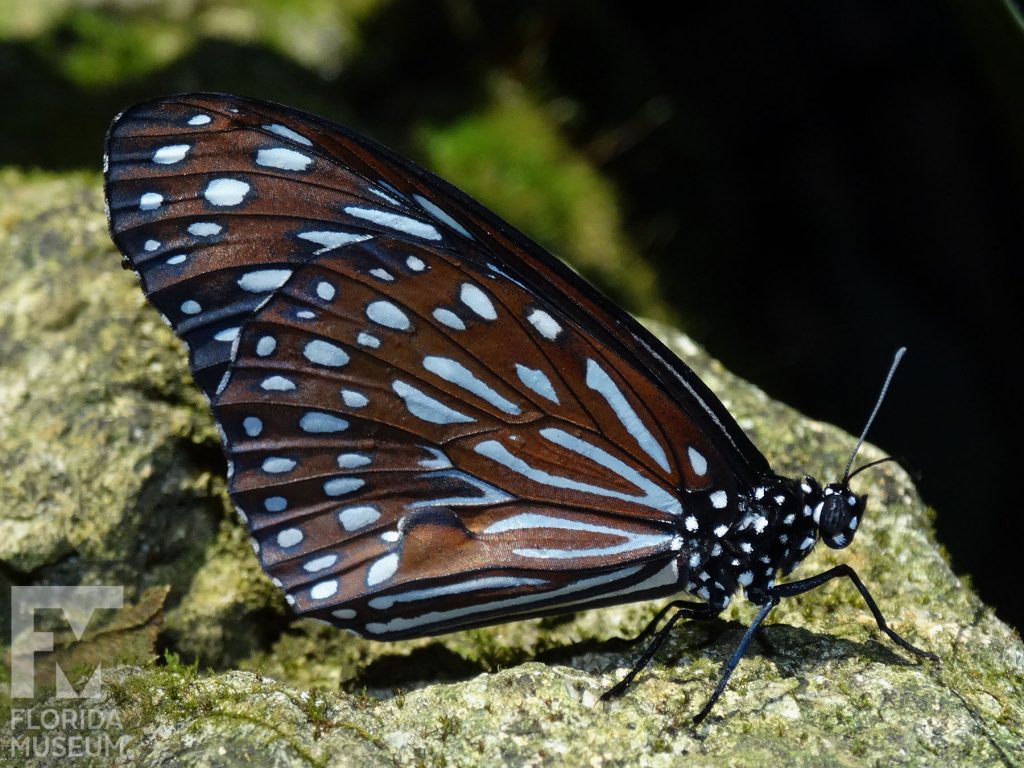 Dark Blue Tiger Butterfly with closed wings is brown with many blue markings. The body has many white spots.