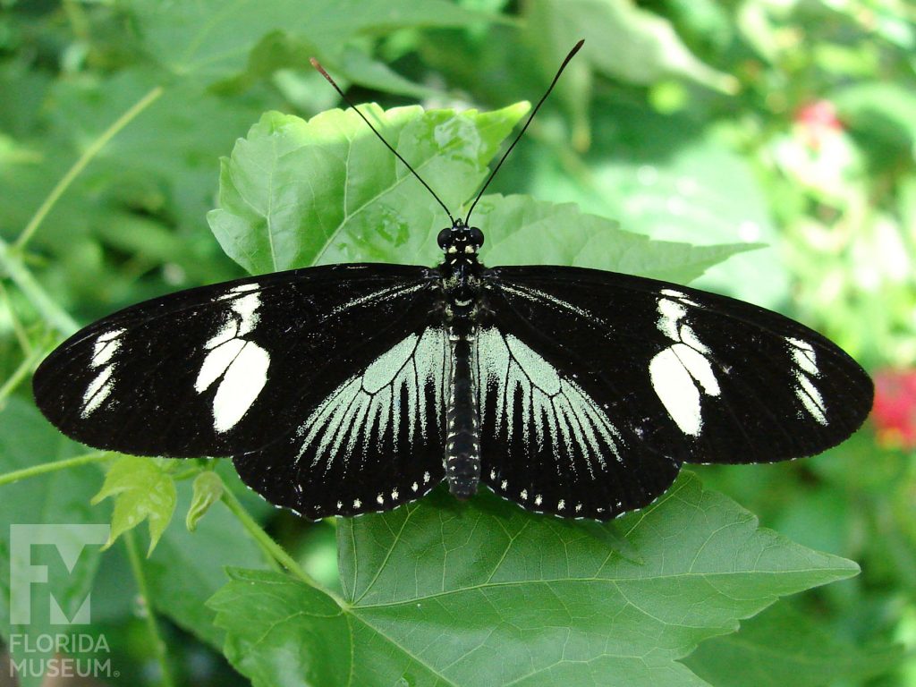 Doris Longwing Butterfly with wings open. The top, long and narrow wing is black with a cream-colored bar. The bottom wing is black with a green marking