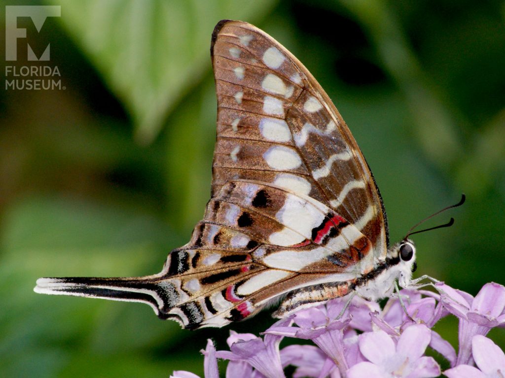 Cream-striped Swordtail Butterfly with wings closed. Male and female butterflies look similar. Butterfly is brown with pale yellow and cream markings. Wings end in a long point.
