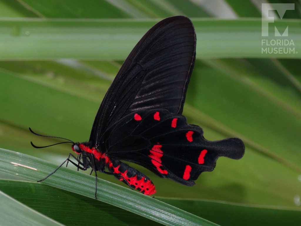 Pink Rose Butterfly with wings closed. The butterfly’s body is bright red, the top wings are long and narrow and bottom winds have several rounded points. With its wings closed the butterfly is black with red markings on the lower wing.
