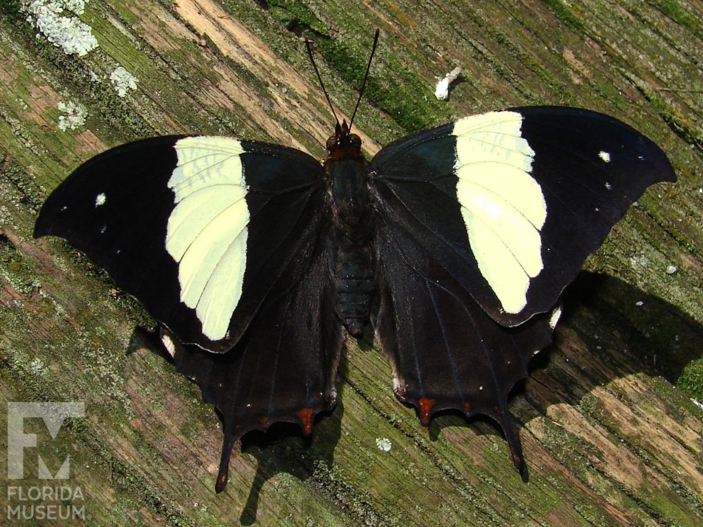 Silver-studded Leafwing Butterfly with wings open butterfly is black with wide white stripes.