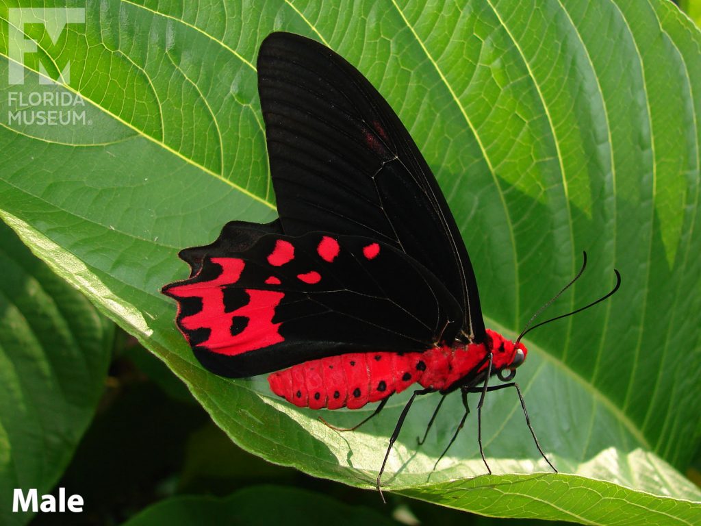 Male Bat Wing Butterfly with closed wings. The lower wings end in several points. With its wings closed the wings are black with bright red markings. The body is red with black markings.