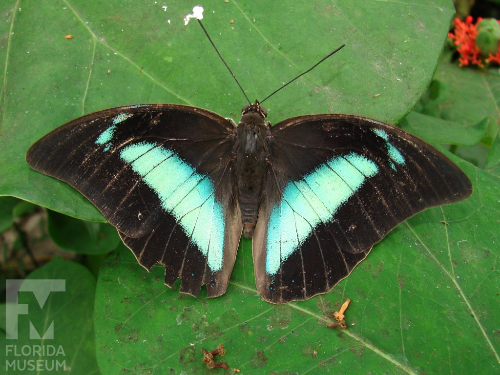 Silver King Shoemaker butterfly with open wings. Male and female butterflies look similar. Butterfly is black or dark brown with a large crescent shaped light-blue markings