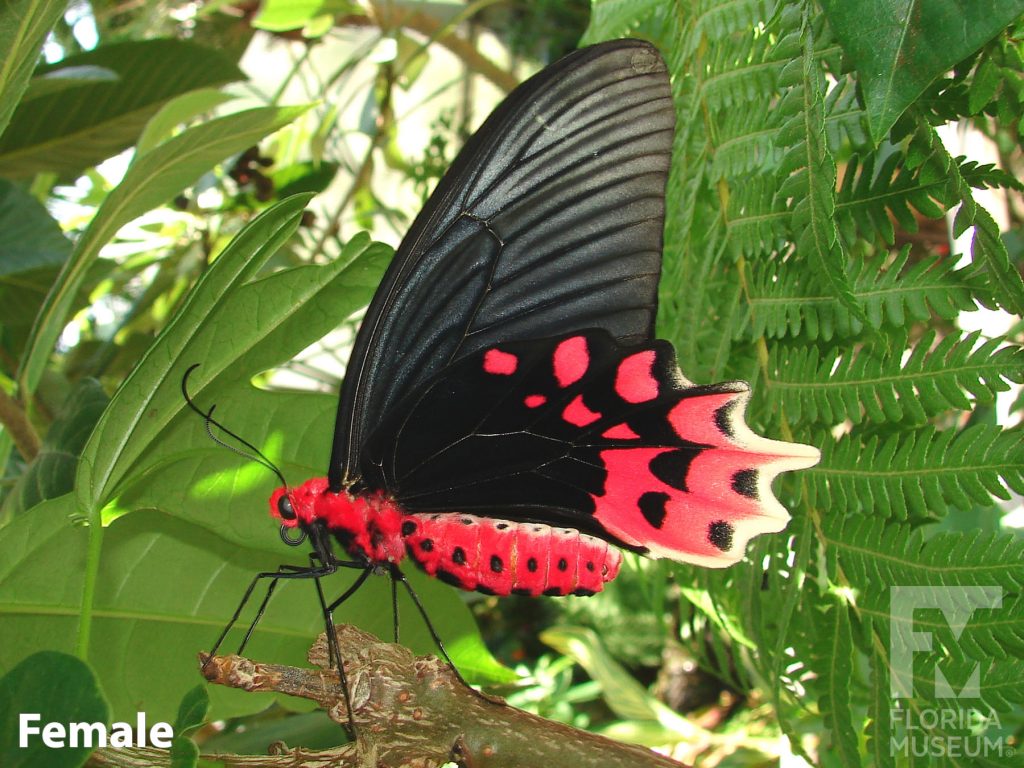 Female Bat Wing Butterfly with closed wings. The lower wings end in several points. With its wings closed the female butterfly is black with red and cream markings on the lower wing. The body is red with black spots.