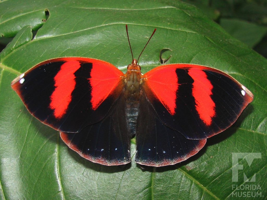 Red-striped Leafwing Butterfly with wings open. Butterfly is black with two wide red stripes on each of the upper wings. A thin red-brown border runs along the edge of the wings.