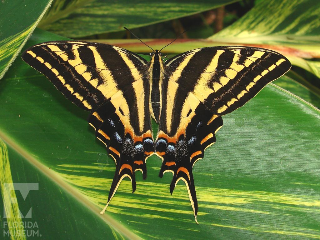 Three-tailed Tiger Swallowtail Butterfly. The lower wings end in three long thin points. With its wings open the butterfly is black with yellow stripes and red and blue markings.