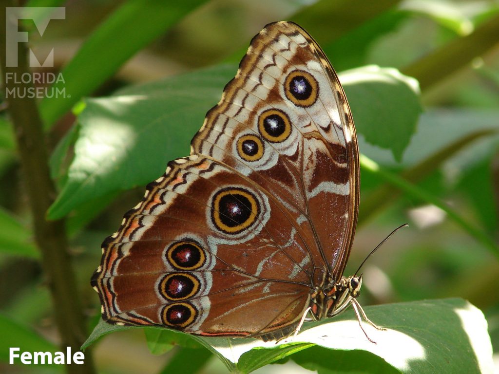 Female Blue Morpho butterfly with closed wings. Wings are brown with many eye-spots.