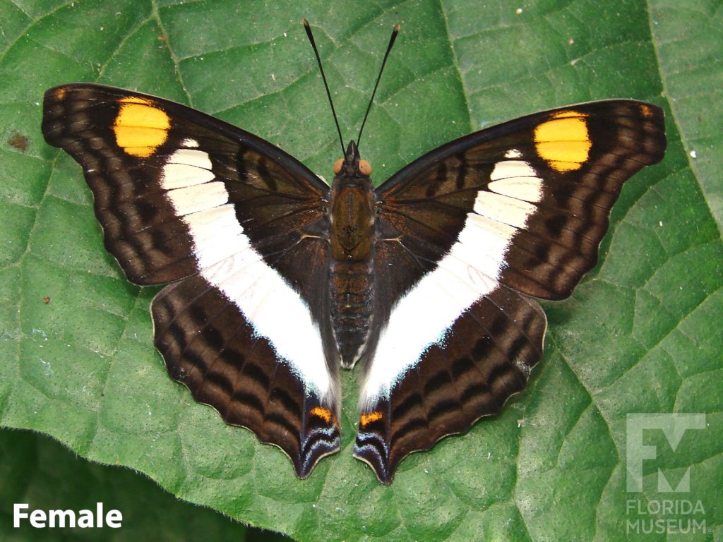 Female Silver Emperor butterfly ID photos with open wings. Wings are mottled brown with wide white stripes and yellow spots at the wing tips.