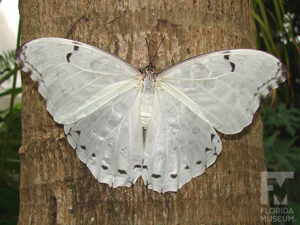 White Morpho Butterfly with wings open. The butterfly’s large wings are cream-colored with faint black markings near the wing edges.