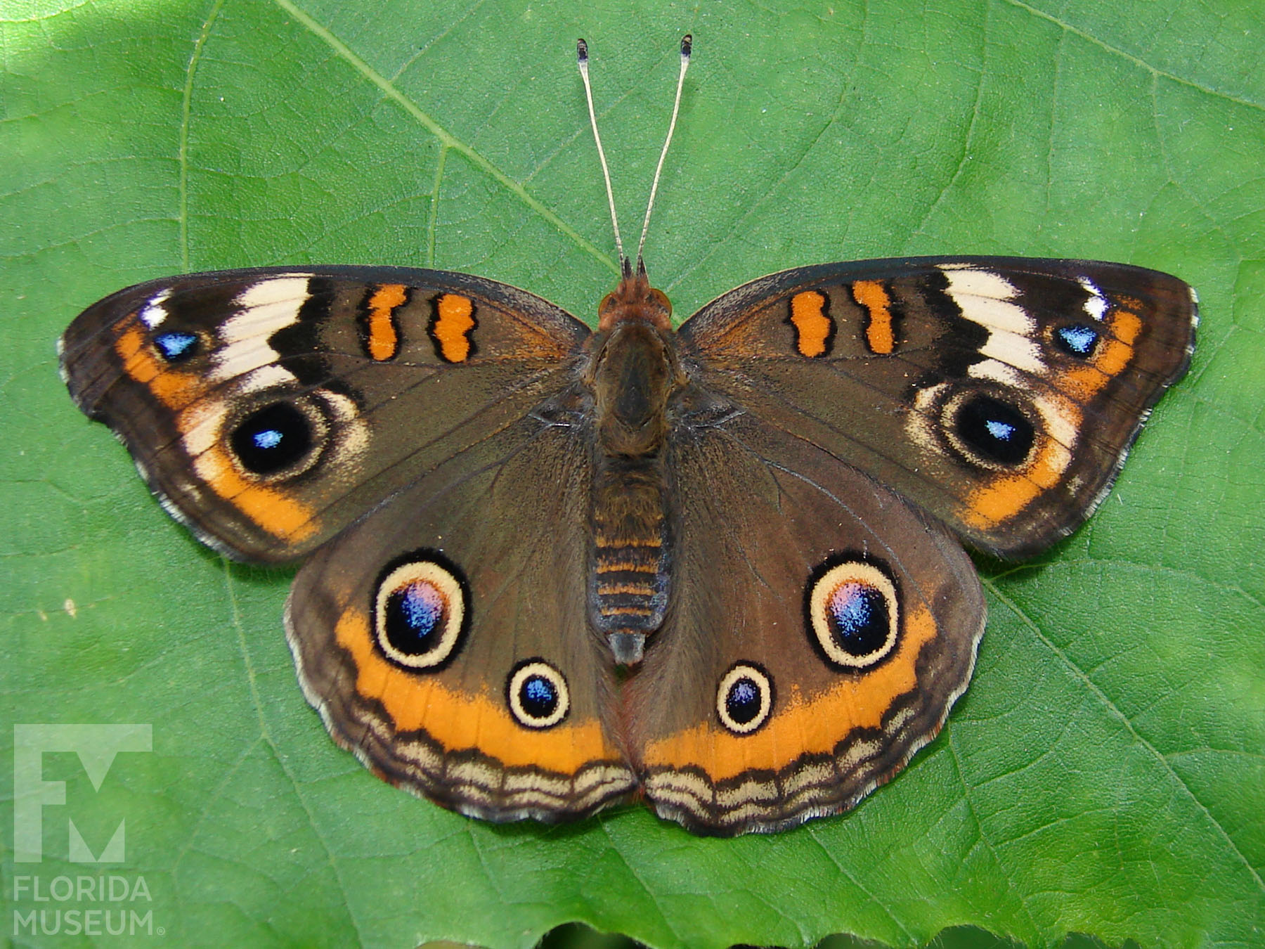 Buckeye Buckeye