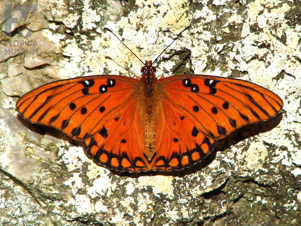 Gulf Fritillary Butterfly with open wings. Male and Female butterflies look similar. Wings are bright orange with white and black markings
