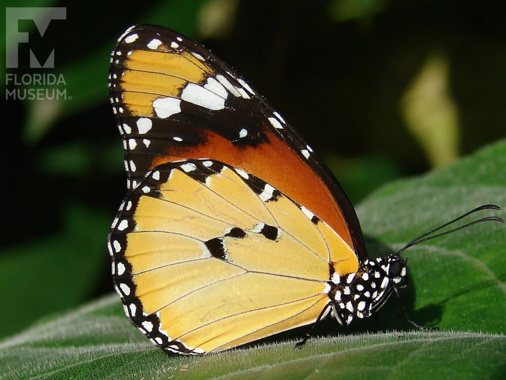 Plain Tiger butterfly with closed wings. Butterfly is orange with black borders. The wing tips have many white spots. The lower wing is light yellow.