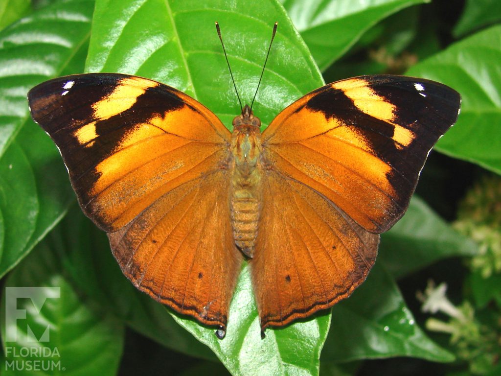 Autumn Leaf Butterfly with its wings open. With its wings open the butterfly is orange with yellow and black tips. The body is orange.