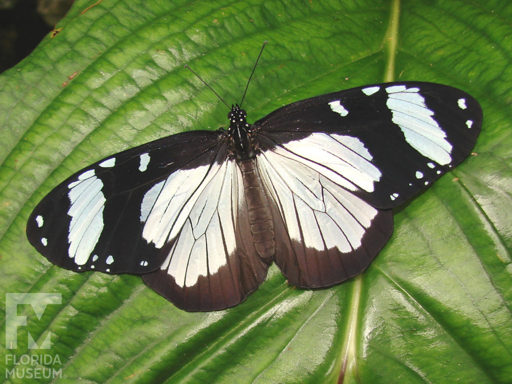 Friar Butterfly with wings open. Male and Female butterflies look similar. With its wings open the butterfly is white at the center with wide black edges and wing tops. The white markings have thin black vein stripes. A wide white band is near the wing tips
