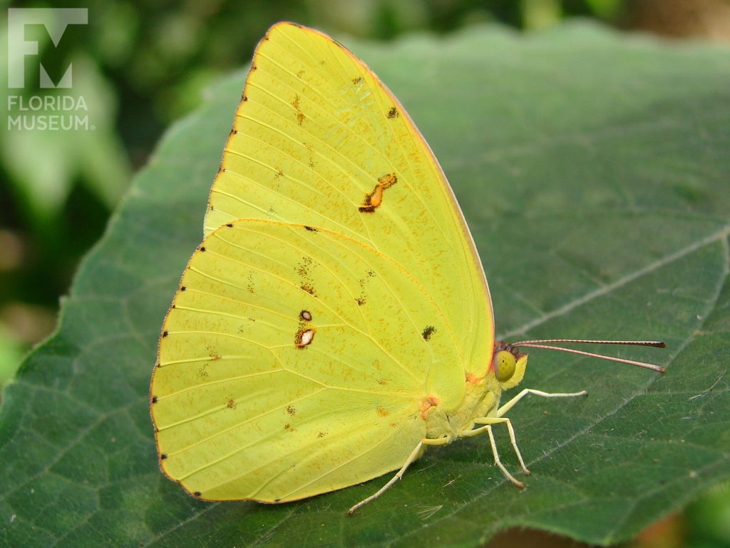Cloudless Sulfur Butterfly with wings closed. The butterfly yellow with small dark spots.