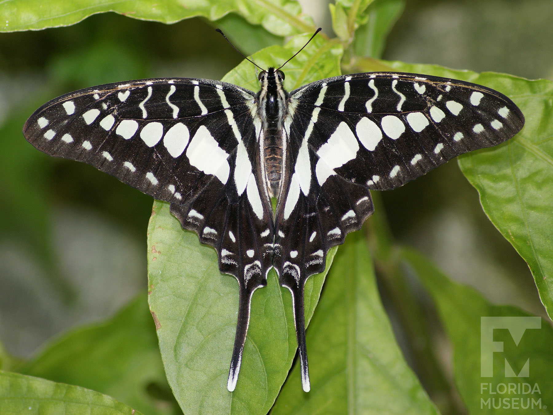 Creamstriped Swordtail Exhibits