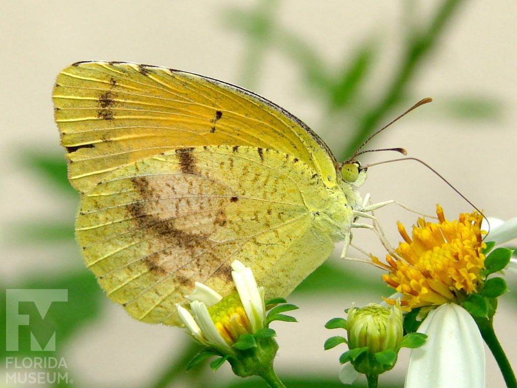 Sleepy Orange butterfly ID photos with closed wings. Male and female look similar with wings closed but the pattern can vary. Wings are yellow green with small brown spots and a wider light brown spot.