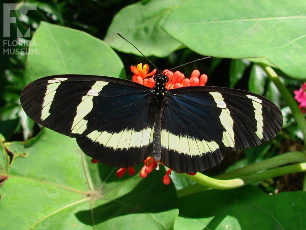 Hewitsoni Longwing Butterfly with wings open. Male and female butterflies look similar. The wings are black with cream-colored bars.