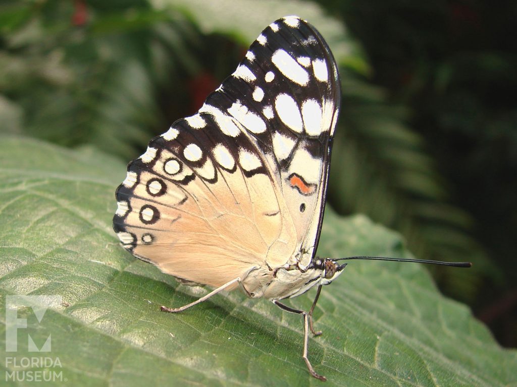 Variable Cracker Butterfly with its wings closed the butterfly is cream with black and white markings along the top and edge of the wings.