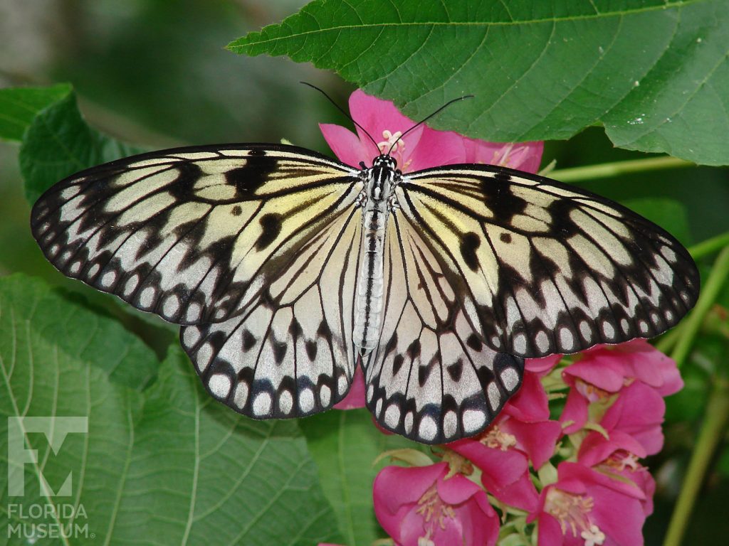 Tree Nymph Butterfly with wings open. The large wings are white/cream-colored with black veins and markings. A row of cream-colored ovals runs along the wing edges to form a distinct border. Male and Female butterflies look similar.