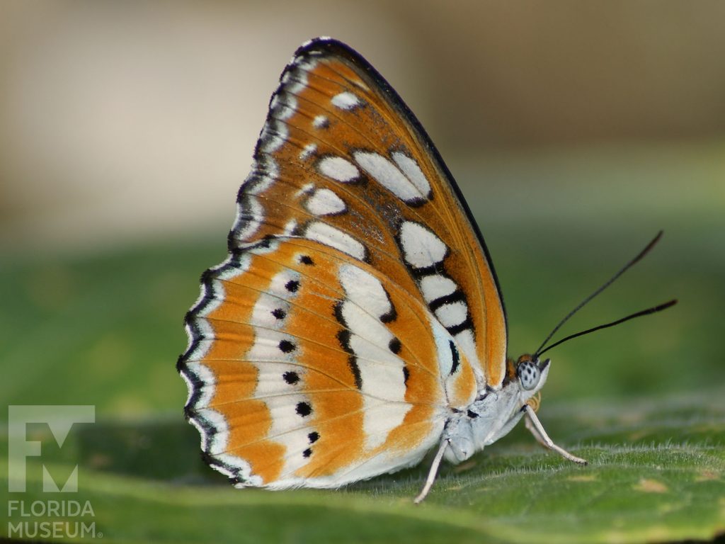 Common-Sergeant butterfly with closed wings. Male and female butterflies look similar. Wings are reddish brown with bands of cream-colored markings