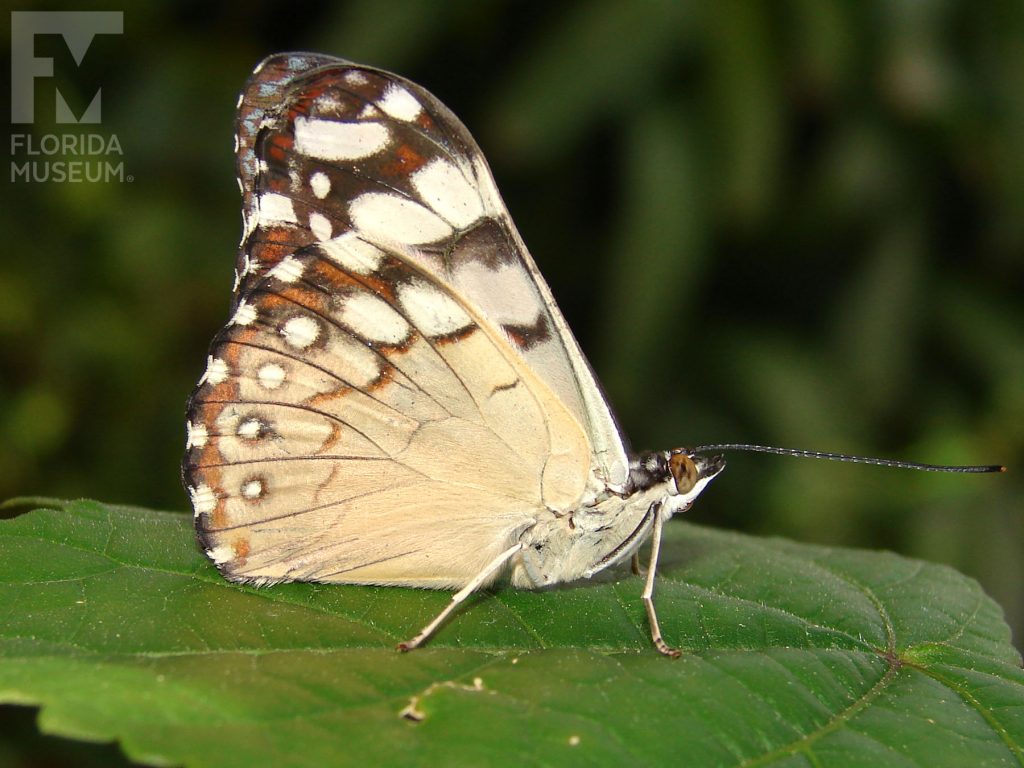 Grey Cracker Butterfly with its wings closed. The top wings are brown/black with with cream-colored markings, the lower wings are cream.