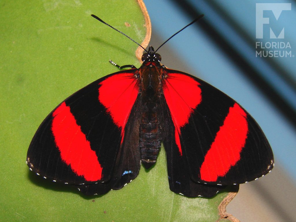 Two eyed 88 butterfly with open wings. Male and female butterflies look similar. Butterfly is black with wide red stripes.
